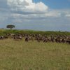 maasai mara wildebeeste migration
