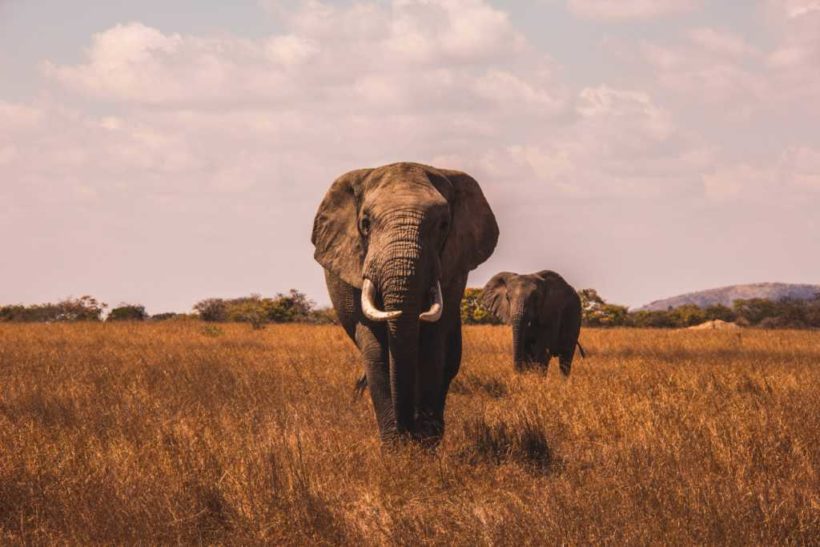 Kenya-Safaris-tours
