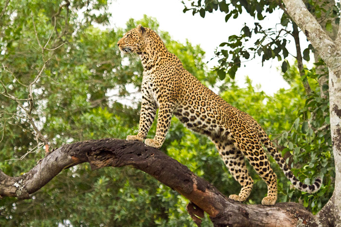 Leopard-Maasai-Mara