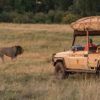 Lion Safaris Kenya