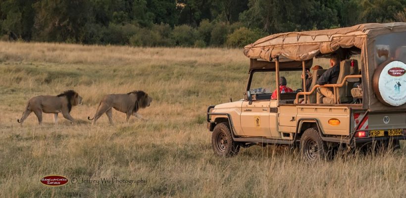 Lion Safaris Kenya