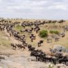 Maasai-Mara-Safari