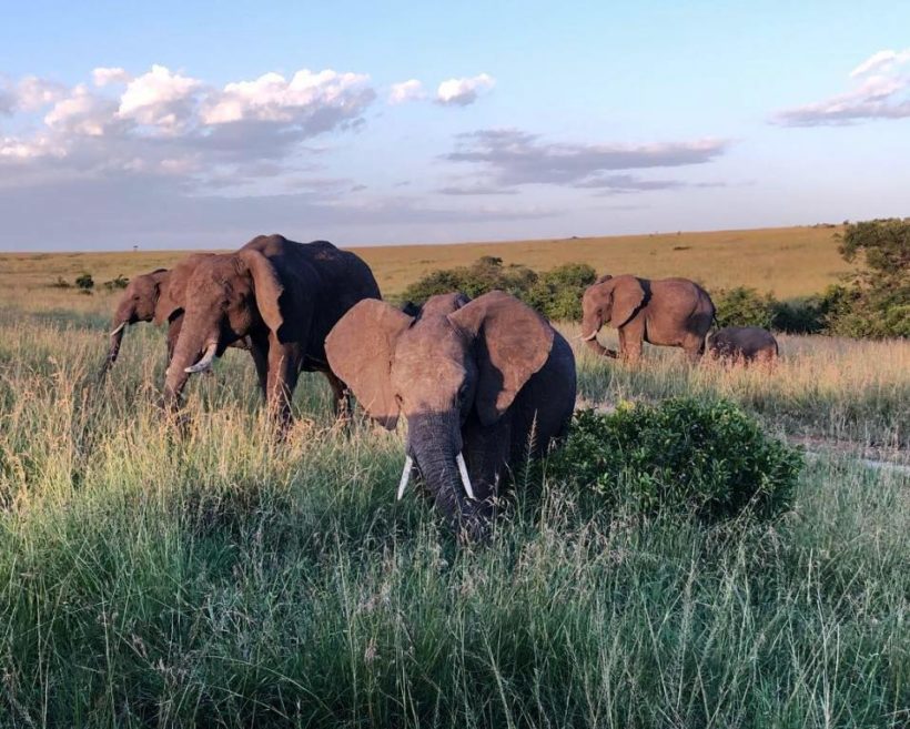 Mara Elephants
