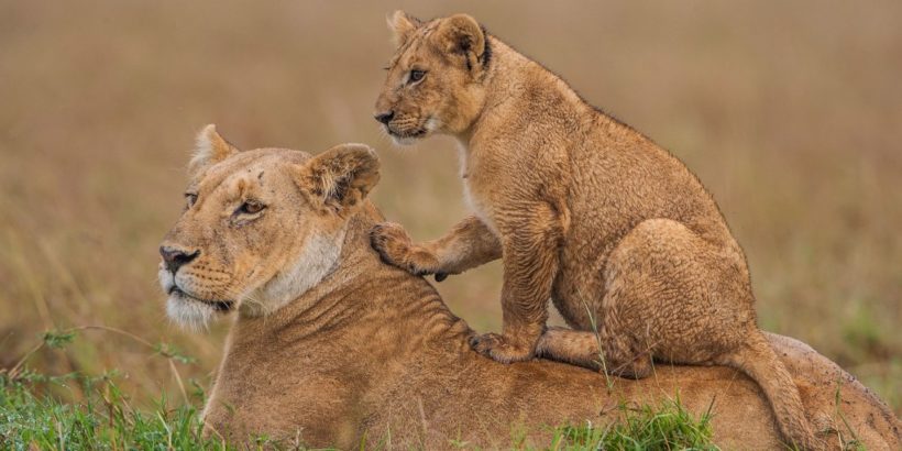 Mara Lioness and the small cub