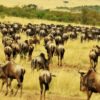 Mara Wildebeest Migration safari experience