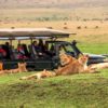 Marsh-Pride-Lion-Maasai-Mara