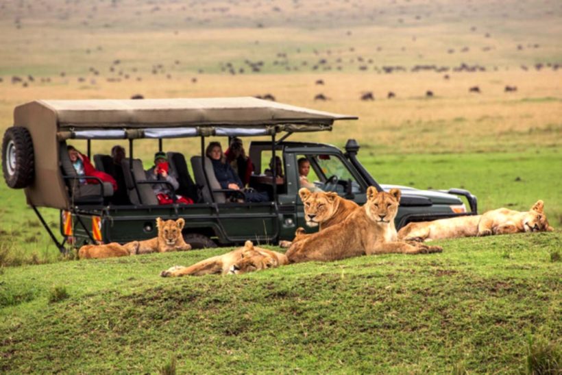 Marsh-Pride-Lion-Maasai-Mara