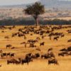 Masai-Mara-Serengeti-safari – Wildrace Africa Kenya Tanzania Safaris