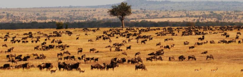 Masai-Mara-Serengeti-safari – Wildrace Africa Kenya Tanzania Safaris