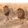 Masai-Mara-lions