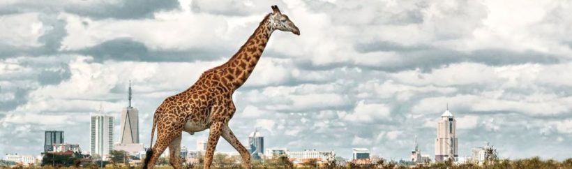 Nairobi National Park tour