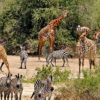 Samburu-safari-experience