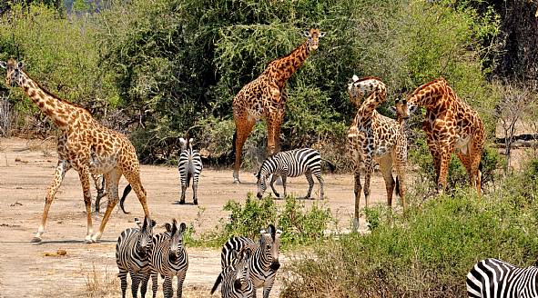 Samburu-safari-experience