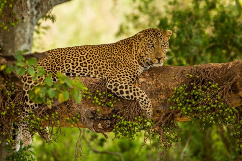 Tanzania Safari -Lazy-day-leopard-Serengeti