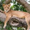 Tanzania-safari-tree-climbing-lion- Manyara