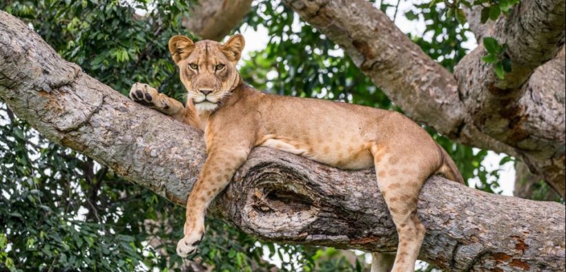 Tanzania-safari-tree-climbing-lion- Manyara