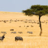 kenya-Maasai-mara