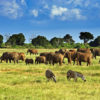 kenya-tsavo-national-park