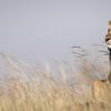 lion-king-masai-mara