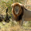 lion-king-safaris