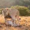 lion-lioness-Masai – Mara-mara
