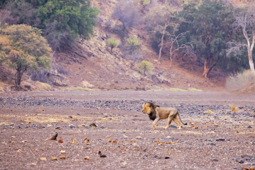 lion-walking-through-territory