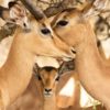 love-triangle-impala-Masai-Mara