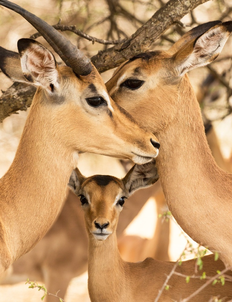 love-triangle-impala-Masai-Mara