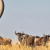 masai-mara-balloon-safaris