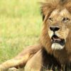 masai-mara-lion