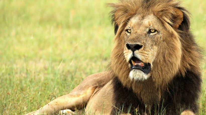 masai-mara-lion