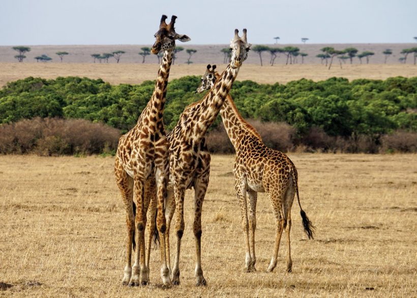 tower of giraffes
