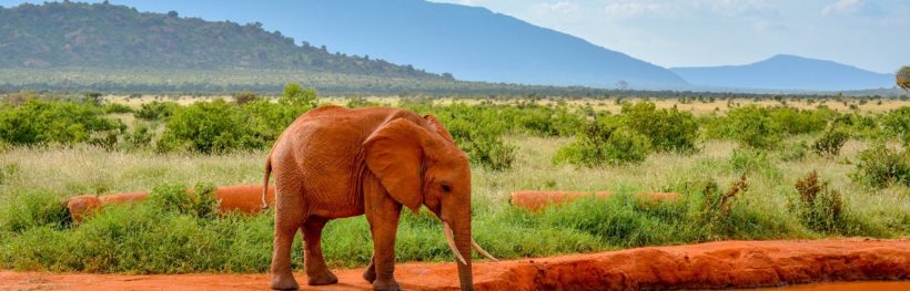 tsavo-elephants