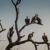 vulture-birds