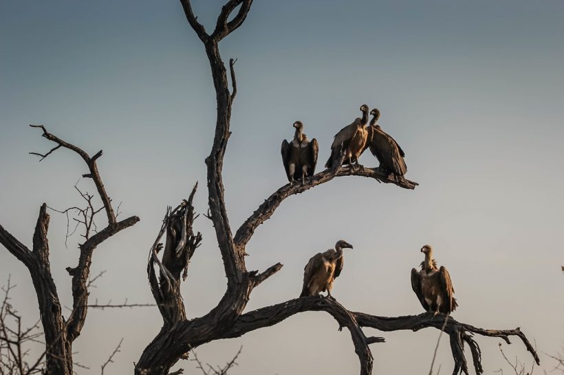 vulture-birds