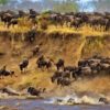 wildebeest-migration__768x346-wide